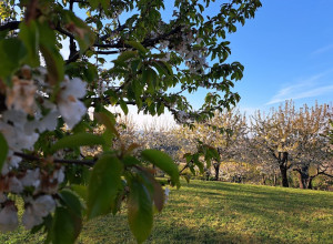 image8 Il Bucaneve