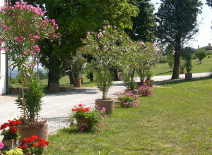 image1 Il Bucaneve