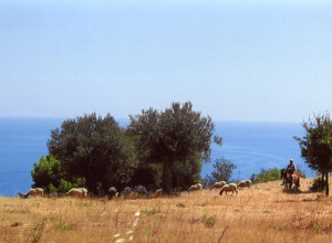 image9 Grassetti