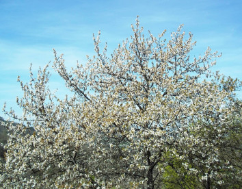 la pietra grezza