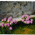 preview image13 giardino