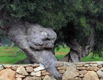 tenuta monacelli & masseria giampaolo