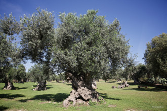 image9 Tenuta Monacelli & Masseria Giampaolo