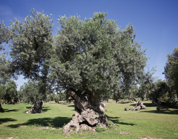 tenuta monacelli & masseria giampaolo