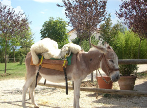 image9 Locanda Dell'asino D'oro