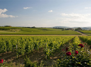 image12 Il Greppo