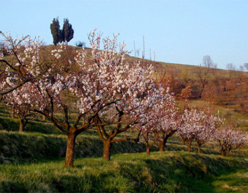 oasi di galbusera bianca