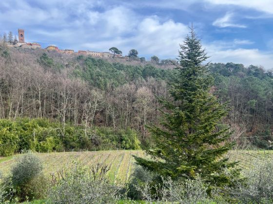 az agricola fattoria la torre foto esterno 33