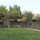 preview image6 giardino