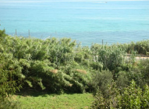 image4 Il Golfo Degli Aranci