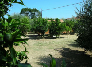 image4 Il Golfo Degli Aranci