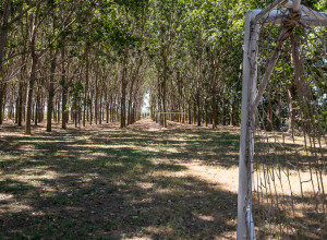 image16 Ghiacci Vecchi