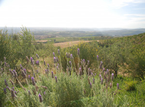 image4 Orizzonte