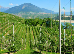 image19 Al Cermolo