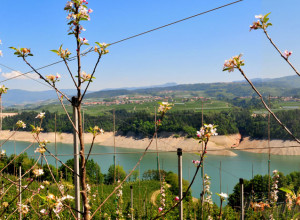 image11 Al Cermolo