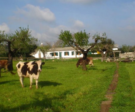 Farm-house Perrini - Alberobello