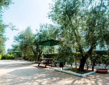 il giardino degli ulivi