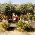 Corte Degli Ulivi
