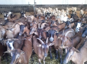 image12 Torrevecchia
