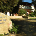 Oleandro