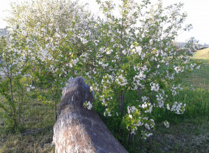 image11 La Meridiana