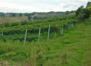 image3 Cascina Degli Ulivi