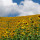 preview image16 esterno