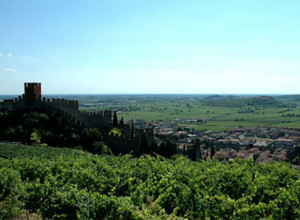 image0 Il Grappolo D’oro