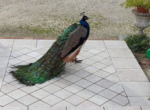 image3 Dondino