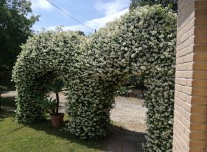 image1 Dondino