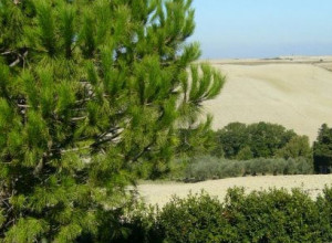 image10 Fossederi
