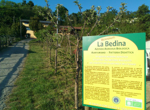 image5 La Bedina