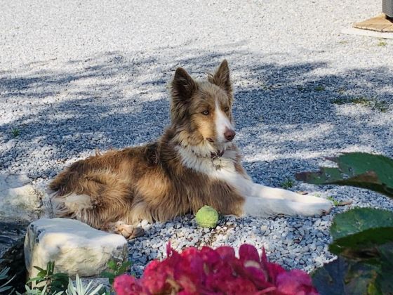 il talento nella quiete foto esterno 10