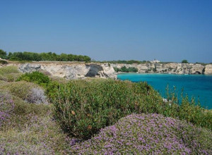 image2 Gli Oleandri