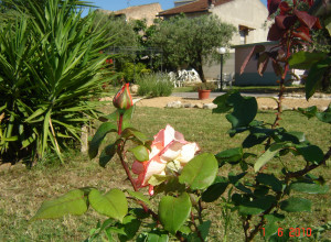 image0 Primavera