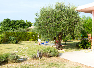 image12 Primavera