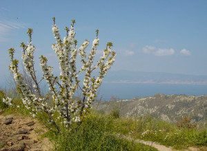 image4 Sant'anna