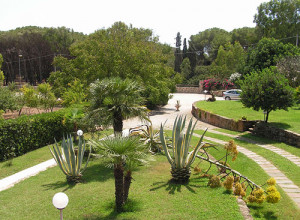 image25 Agave