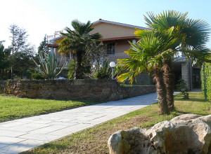 image23 Agave