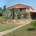 Agave
