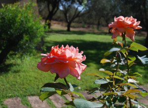 image2 Fattoria Il Borghetto
