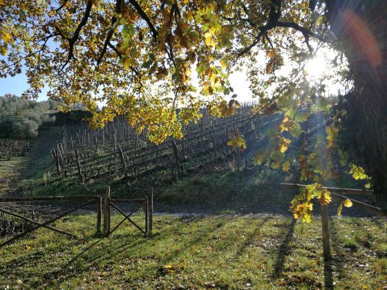 Terre Di Melazzano - foto 13