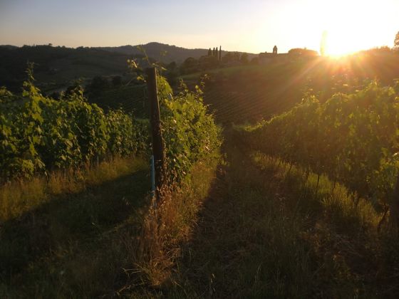 Terre Di Melazzano - foto 11