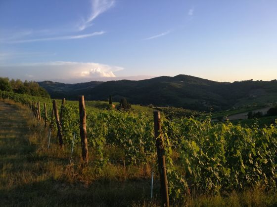 Terre Di Melazzano - foto 10