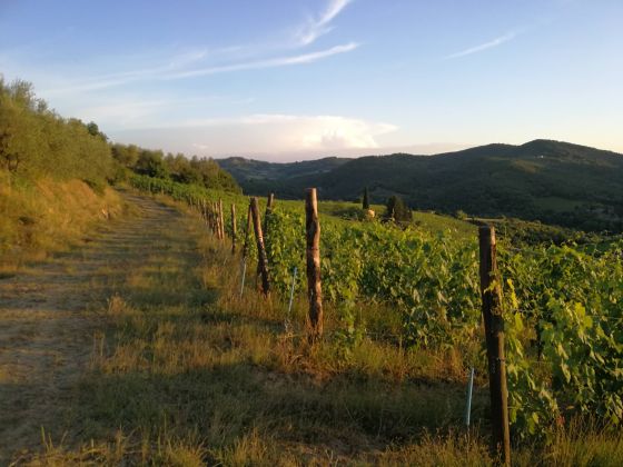 Terre Di Melazzano - foto 9