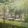 preview image4 animali