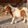 preview image8 esterno
