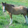 preview image1 esterno
