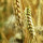 preview image4 esterno