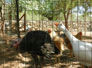 image1 Macchia Salentina